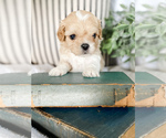 Small #11 Breeder Profile image