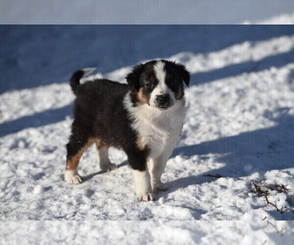 Medium Photo #7  Breeder Profile in PARIS, MI, USA