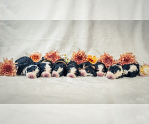 Bernese Mountain Dog Dog Breeder near ERIE, CO, USA