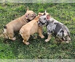 Small #58 Breeder Profile image