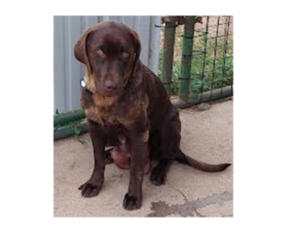 Medium Photo #2  Breeder Profile in LOVELAND, CO, USA