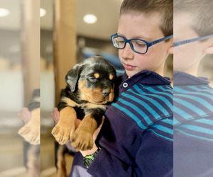 Rottweiler Dog Breeder near SAINT PETERS, MO, USA