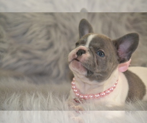 French Bulldog Dog Breeder near SUMMERFIELD, FL, USA