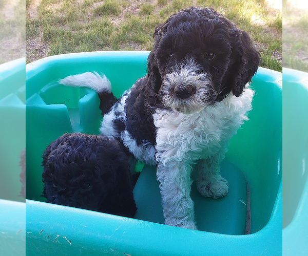 Medium Photo #6  Breeder Profile in ROY, UT, USA