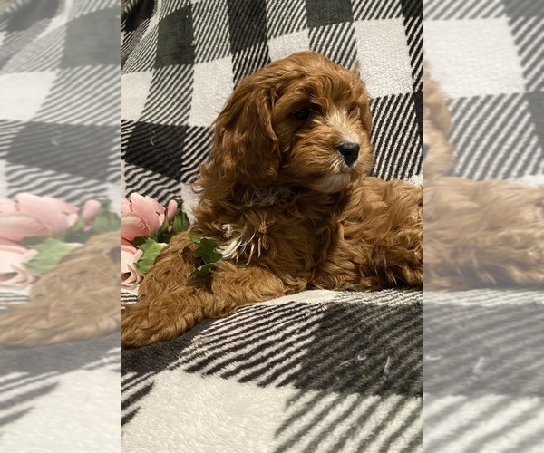 Medium Photo #1  Breeder Profile in MORAVIA, NY, USA
