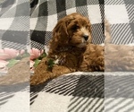 Small breeder photo