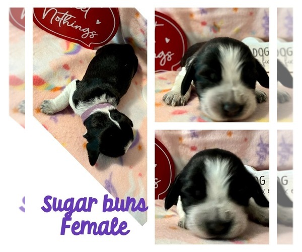Medium Photo #1  Breeder Profile in MADISON, IN, USA