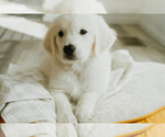 Small breeder photo