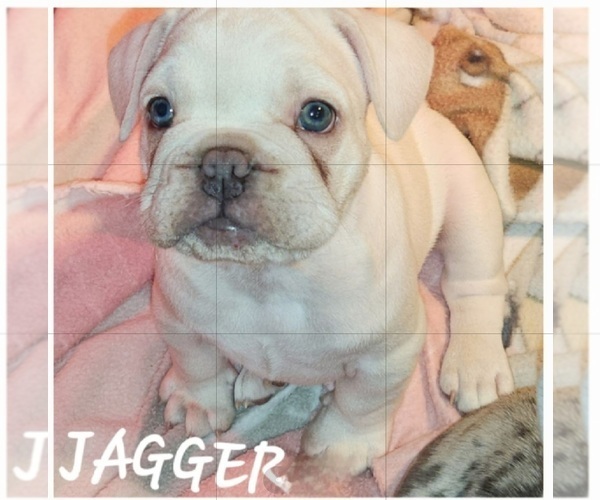 Medium Photo #22  Breeder Profile in BAKER CITY, OR, USA