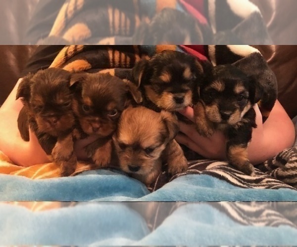 Medium Photo #9  Breeder Profile in SCOTTSDALE, AZ, USA