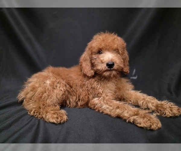 Medium Photo #12  Breeder Profile in DUBLIN, TX, USA