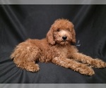 Small #11 Breeder Profile image