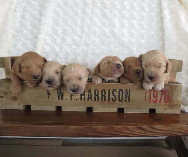 Medium Photo #1  Breeder Profile in PERRYSVILLE, OH, USA