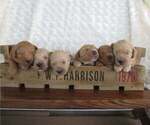 Small breeder photo
