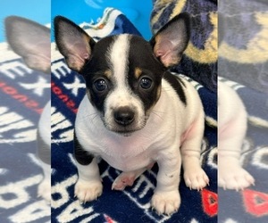 Rat Terrier Dog Breeder in WHITAKERS,  USA