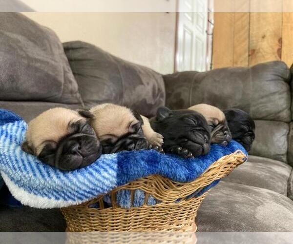 Medium Photo #5  Breeder Profile in SAINT PAUL, MN, USA