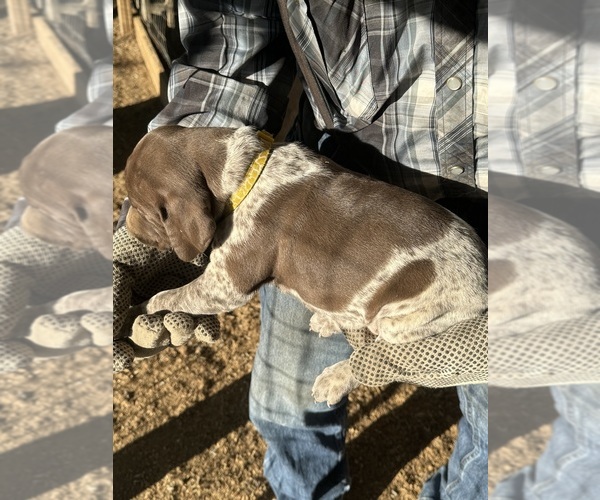 Medium Photo #10  Breeder Profile in MONTROSE, CO, USA