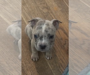 American Bully-Cane Corso Mix Dog Breeder near NATIONAL HARBOR, MD, USA