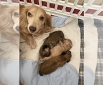 Small #20 Breeder Profile image