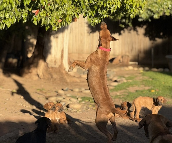 Medium Photo #1  Breeder Profile in FRESNO, CA, USA