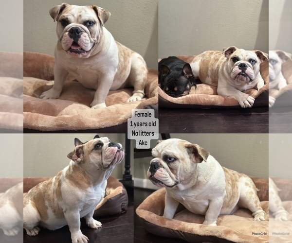 Medium Photo #1  Breeder Profile in HOUSTON, TX, USA