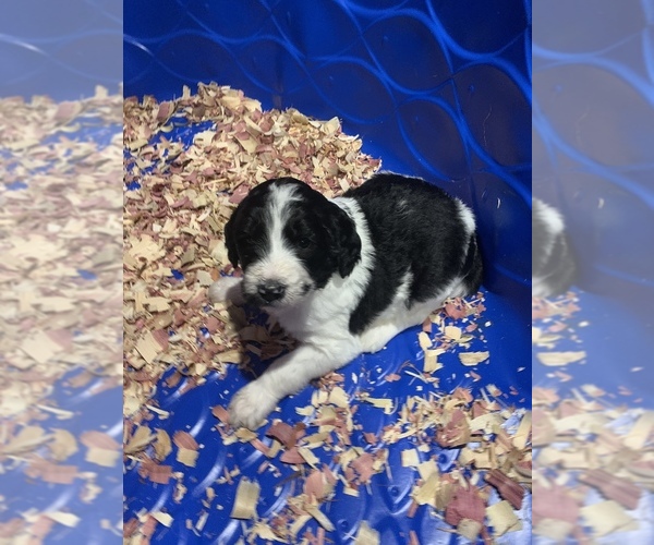 Medium Photo #7  Breeder Profile in LAKE GEORGE, NY, USA