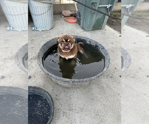 Medium Photo #1  Breeder Profile in TRACY, CA, USA