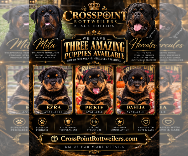 Medium Photo #3  Breeder Profile in ANKENY, IA, USA
