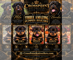 Small #2 Breeder Profile image