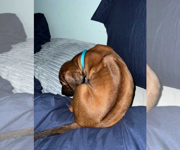 Medium Photo #40  Breeder Profile in MURFREESBORO, TN, USA