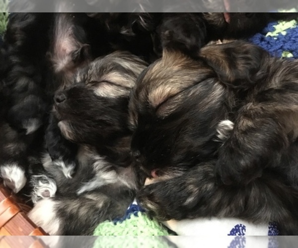 Medium Photo #1  Breeder Profile in MILLERSBURG, IN, USA