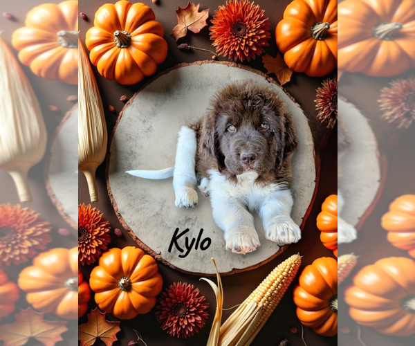 Medium Photo #4  Breeder Profile in LAS VEGAS, NV, USA