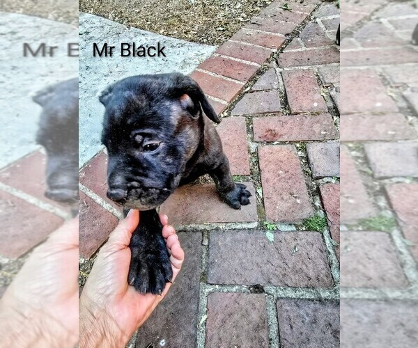 Medium Photo #7  Breeder Profile in PHILADELPHIA, PA, USA