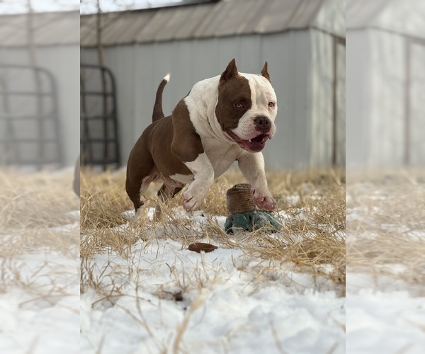 Medium Photo #4  Breeder Profile in ABILENE, TX, USA