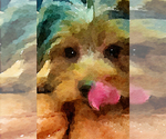 Small #33 Breeder Profile image