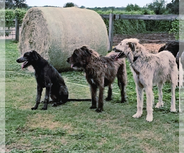 Medium Photo #2  Breeder Profile in MATHIS, TX, USA