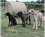 Small #1 Breeder Profile image