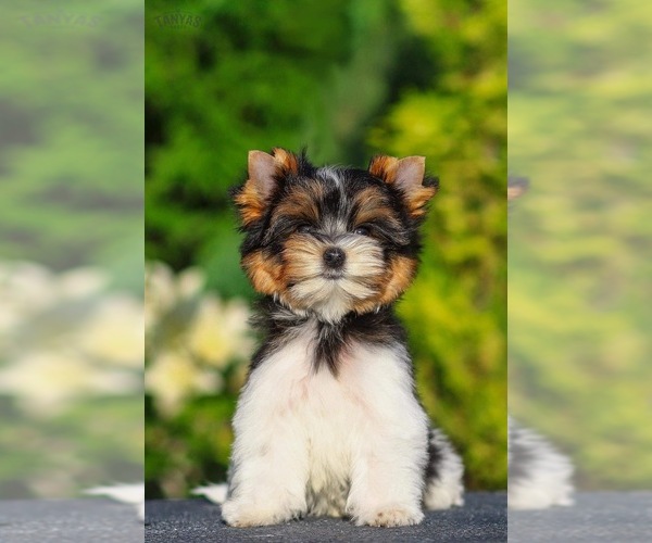 Medium Photo #1  Breeder Profile in WEST PALM BEACH, FL, USA