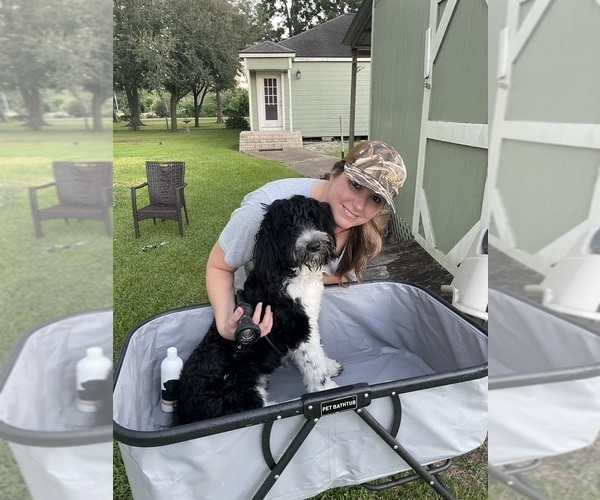 Medium Photo #54  Breeder Profile in BAYTOWN, TX, USA