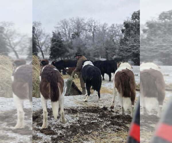 Medium Photo #2  Breeder Profile in LEBANON, MO, USA