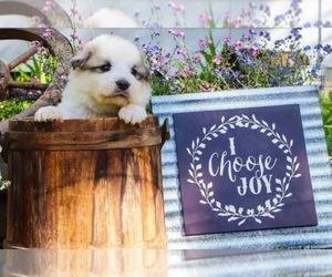 Main photo of Great Pyrenees Dog Breeder near TOWNSEND, MA, USA