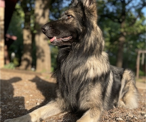 Medium Photo #1  Breeder Profile in ALVARADO, TX, USA