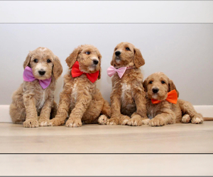 Goldendoodle Dog Breeder near CHERRY CREEK, NY, USA