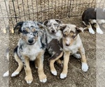 Small #25 Breeder Profile image