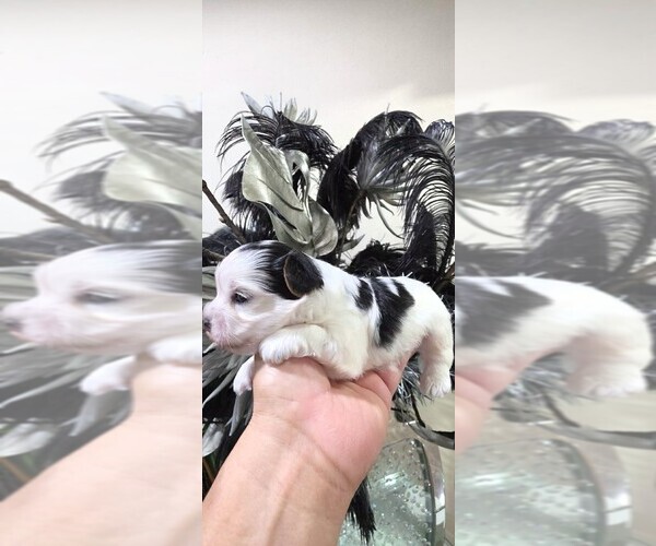 Medium Photo #25  Breeder Profile in TEMPE, AZ, USA