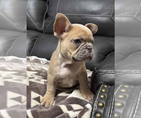 Medium Photo #9  Breeder Profile in TEMPLE, TX, USA