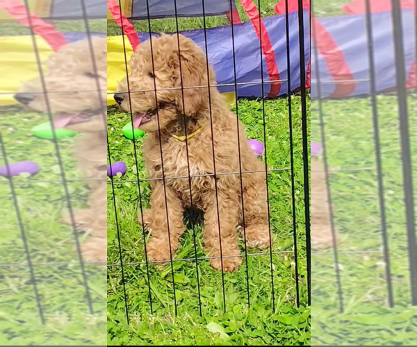 Medium Photo #2  Breeder Profile in CLEVELAND, OH, USA
