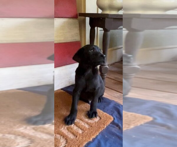 Medium Photo #1  Breeder Profile in HOMER, GA, USA