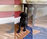 Small breeder photo