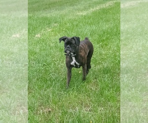 Main photo of Boxer Dog Breeder near RIVER FALLS, WI, USA